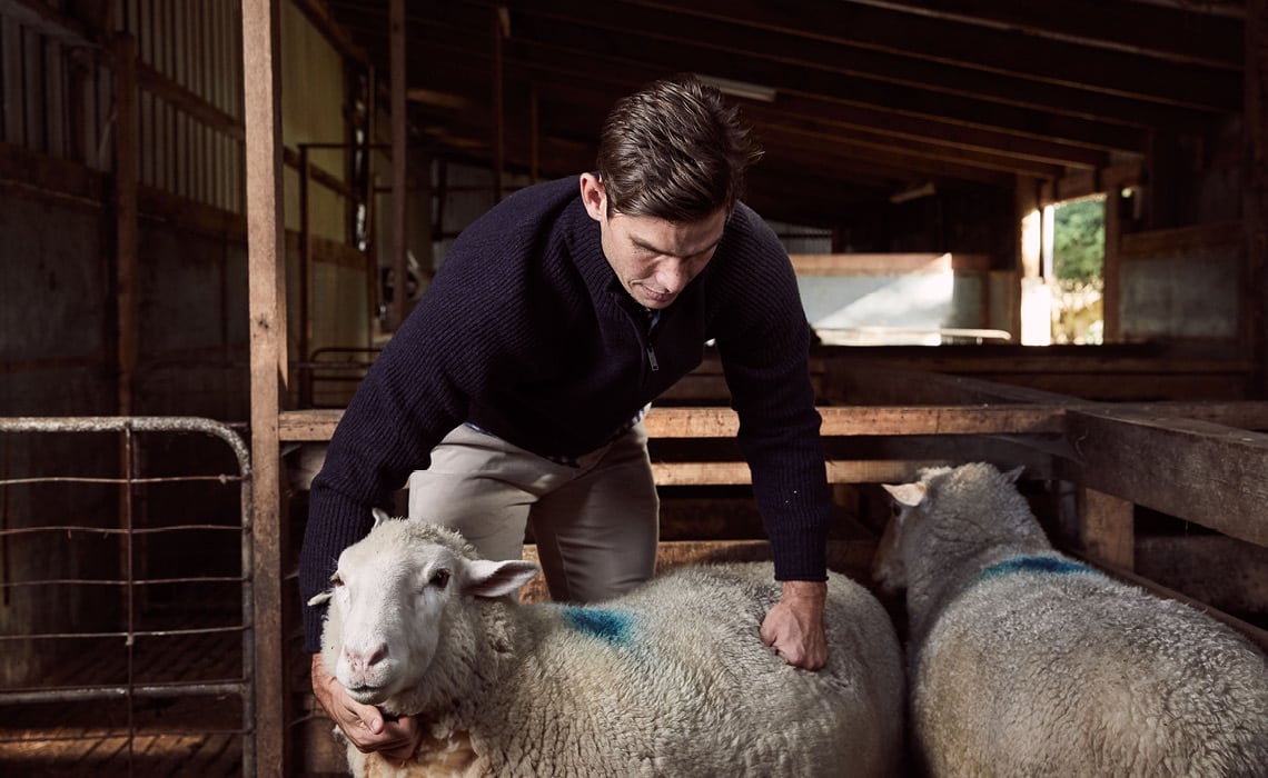 The Full Forward On Wool Gunn News Rodd Gunn