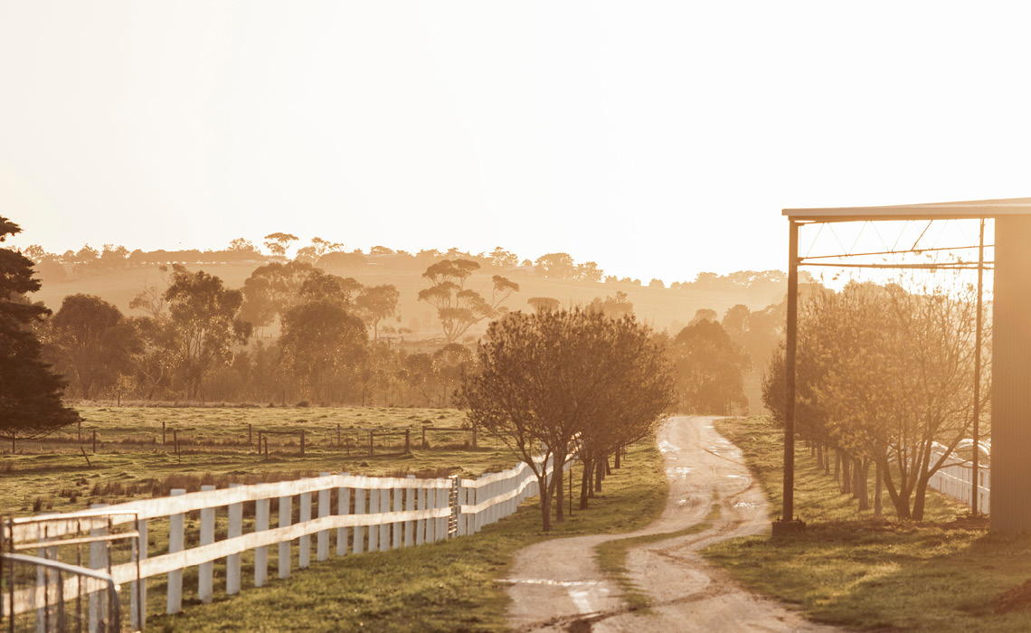 Wool Fit For A Full Forward Gunn News Rodd Gunn